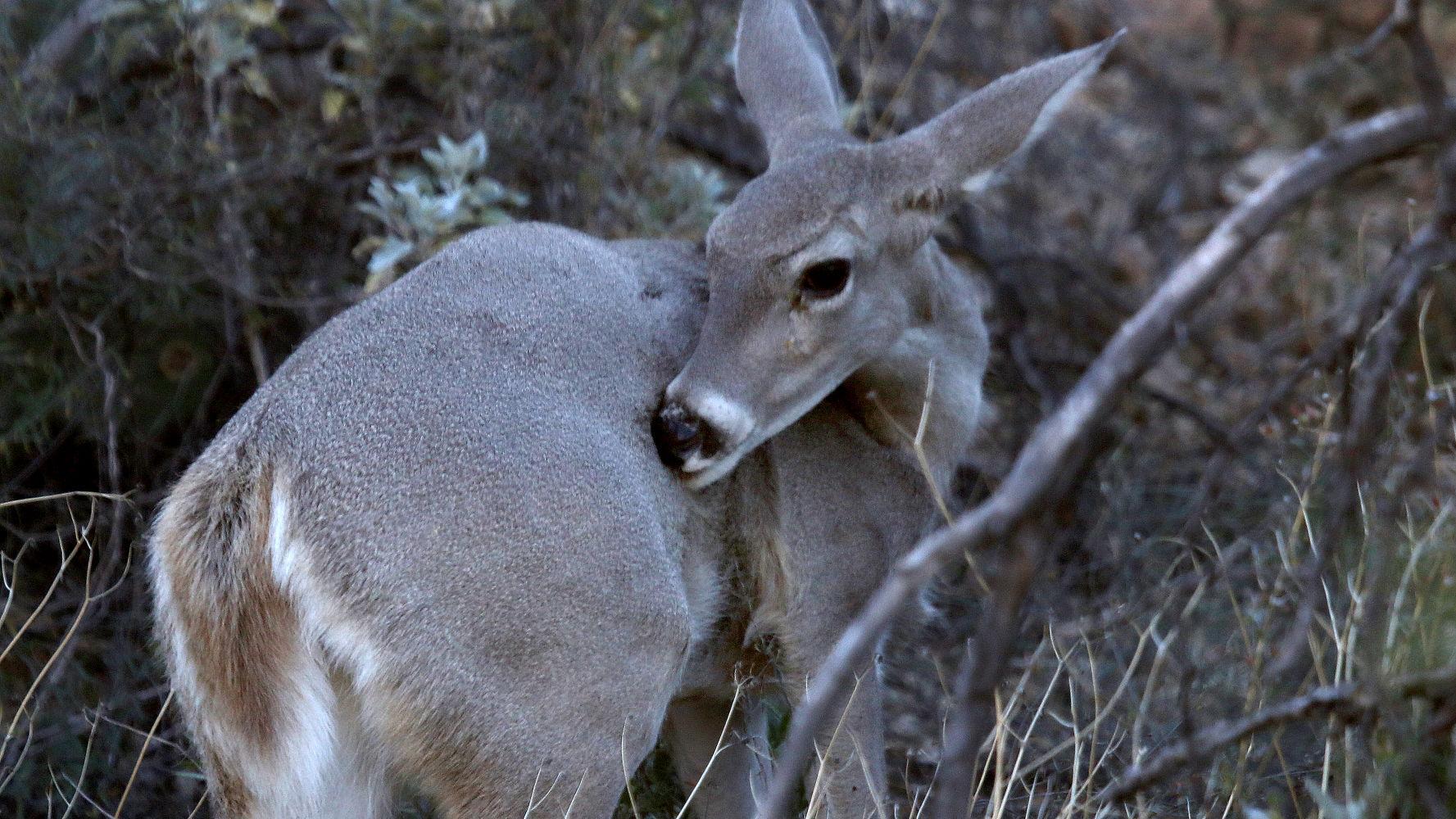 Reward offered for tips in poaching of doe near Benson